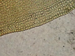 Vinealobryum norrisii