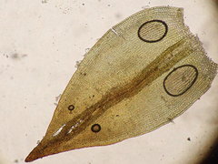 Vinealobryum norrisii