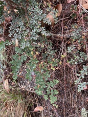 Pellaea andromedifolia