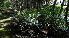 Acrostichum speciosum