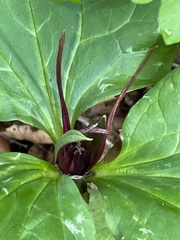 Trillium angustipetalum
