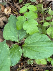 Trillium angustipetalum