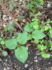 Trillium angustipetalum