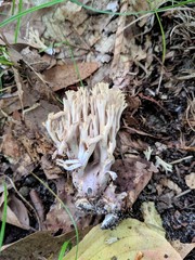 Ramaria fennica