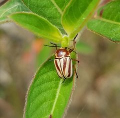Cryptocephalus obsoletus