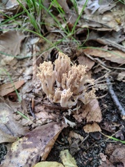 Ramaria fennica