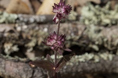 Collinsia tinctoria