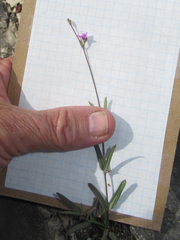 Cyphomeris gypsophiloides