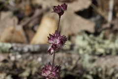 Collinsia tinctoria