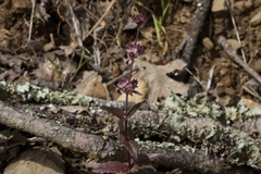 Collinsia tinctoria