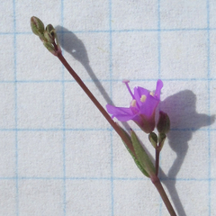 Cyphomeris gypsophiloides