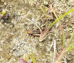 Allonemobius socius
