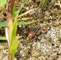 Allonemobius socius