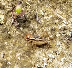 Allonemobius socius