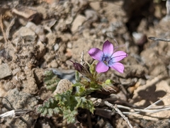 Gilia cana