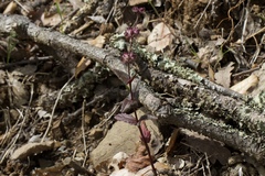 Collinsia tinctoria