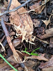 Ramariopsis minutula