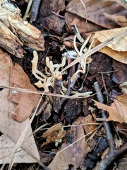 Ramariopsis minutula