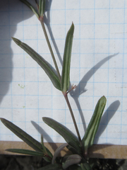 Cyphomeris gypsophiloides