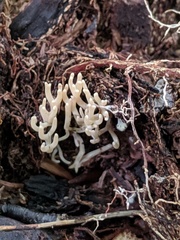 Ramariopsis minutula