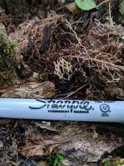 Ramariopsis minutula