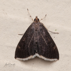 Pyrausta niveicilialis