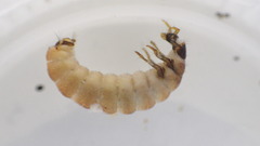Glossosoma
