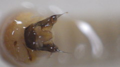 Glossosoma