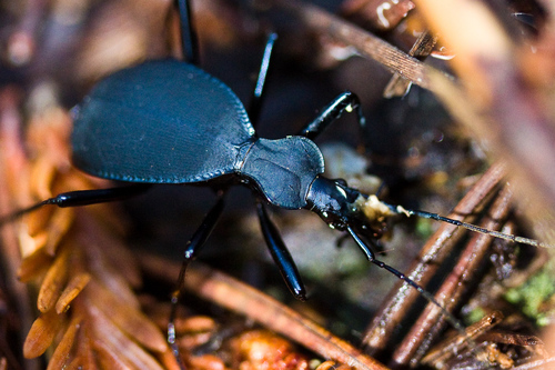 Velvet Snail-eating Beetle photo 3