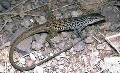 Aspidoscelis tesselatus
