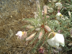 Oenothera cespitosa
