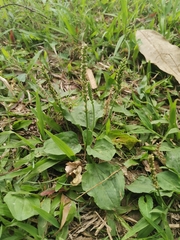 Plantago asiatica