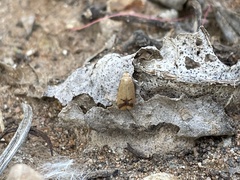 Tachystola hemisema