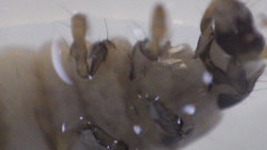 Glossosoma