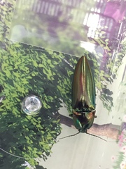 Campsosternus auratus