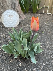 Tulipa