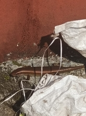 Eutropis multifasciata