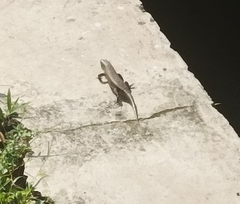 Eutropis multifasciata