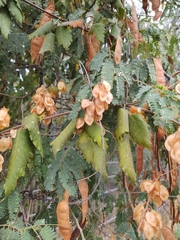 Urvillea
