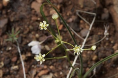 Toxicoscordion fontanum