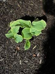 Hosta