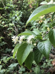 Symplocos paniculata