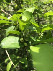 Diospyros armata
