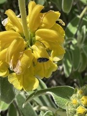 Acmaeodera connexa