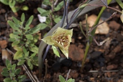 Calochortus amabilis × tolmiei