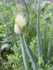 Allium cepa