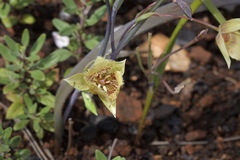 Calochortus amabilis × tolmiei