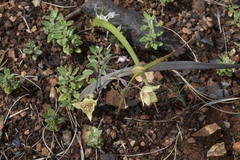 Calochortus amabilis × tolmiei