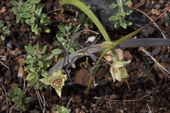 Calochortus amabilis × tolmiei
