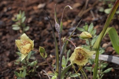 Calochortus amabilis × tolmiei